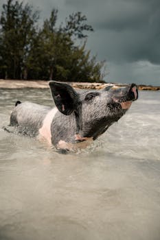 在巴哈马清澈的海水中，可爱的猪正在游泳