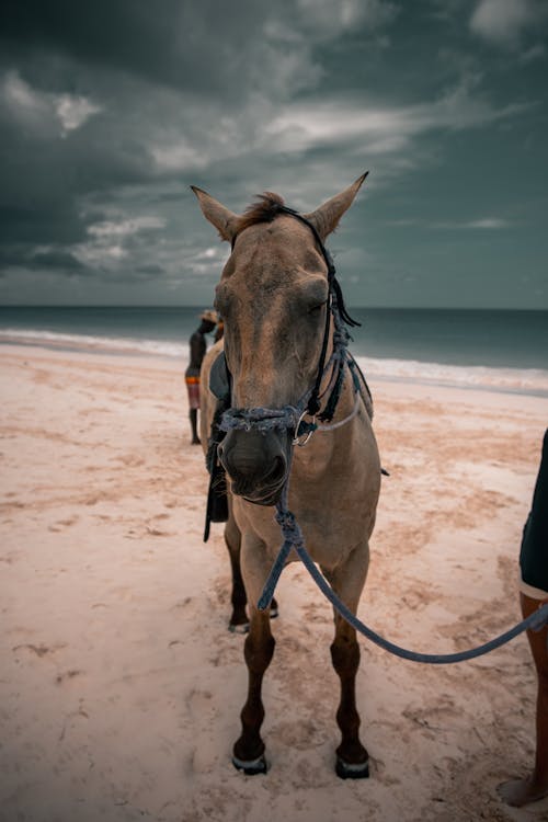 Gratis stockfoto met dierenfotografie, kust, paard