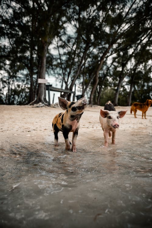 Cute small pigs walking on sandy beach near pond against high green trees