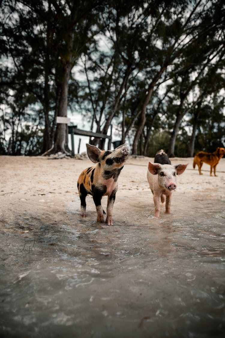 Domestic Pigs Near Water On Sandy Coastline