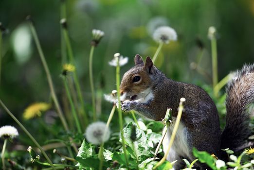 A playful squirrel enjoying a sunny day surrounded by dandelions and green foliage.