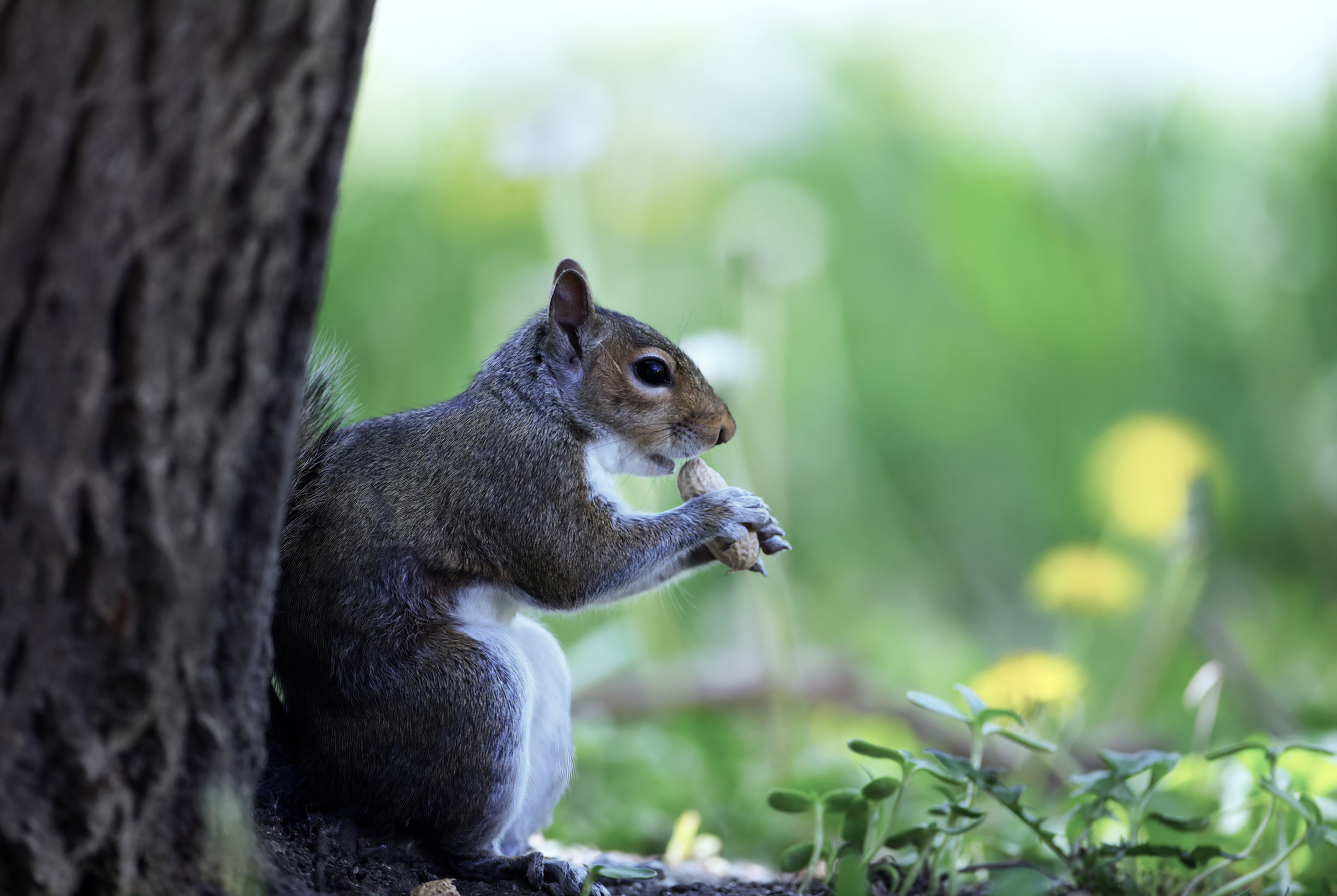 What animals will eat a skunk? - The Institute for Environmental ...