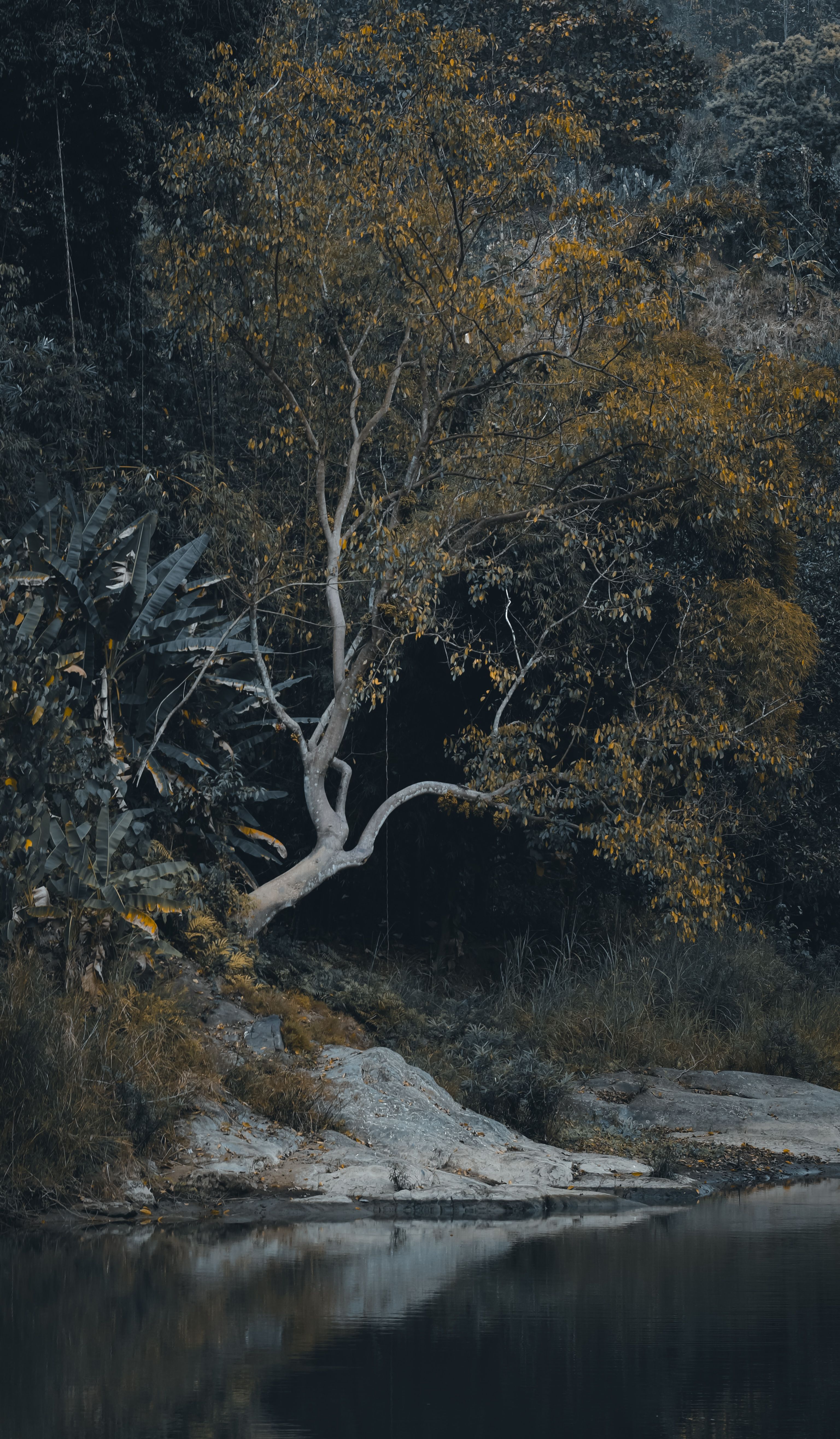 A solitary tree with golden leaves by a calm river, embodying autumn tranquility.