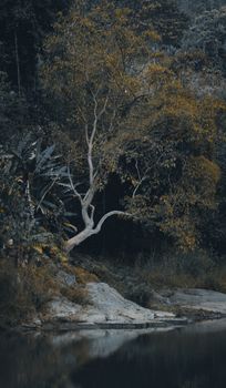 Image by Rashidul Hasan Rafi