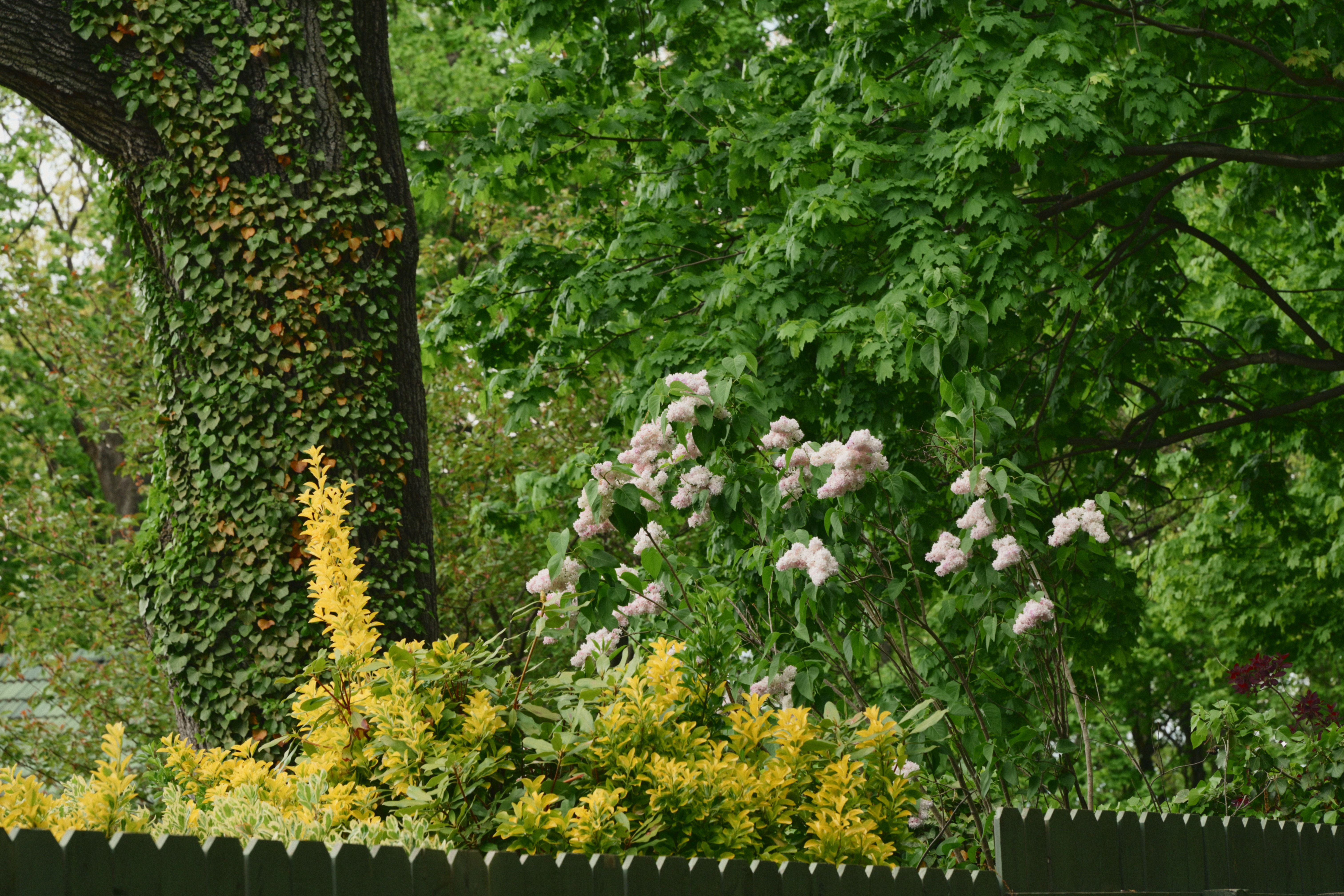 Flowering garden with yellow and pink blossoms beside a moss-covered tree in lush green foliage