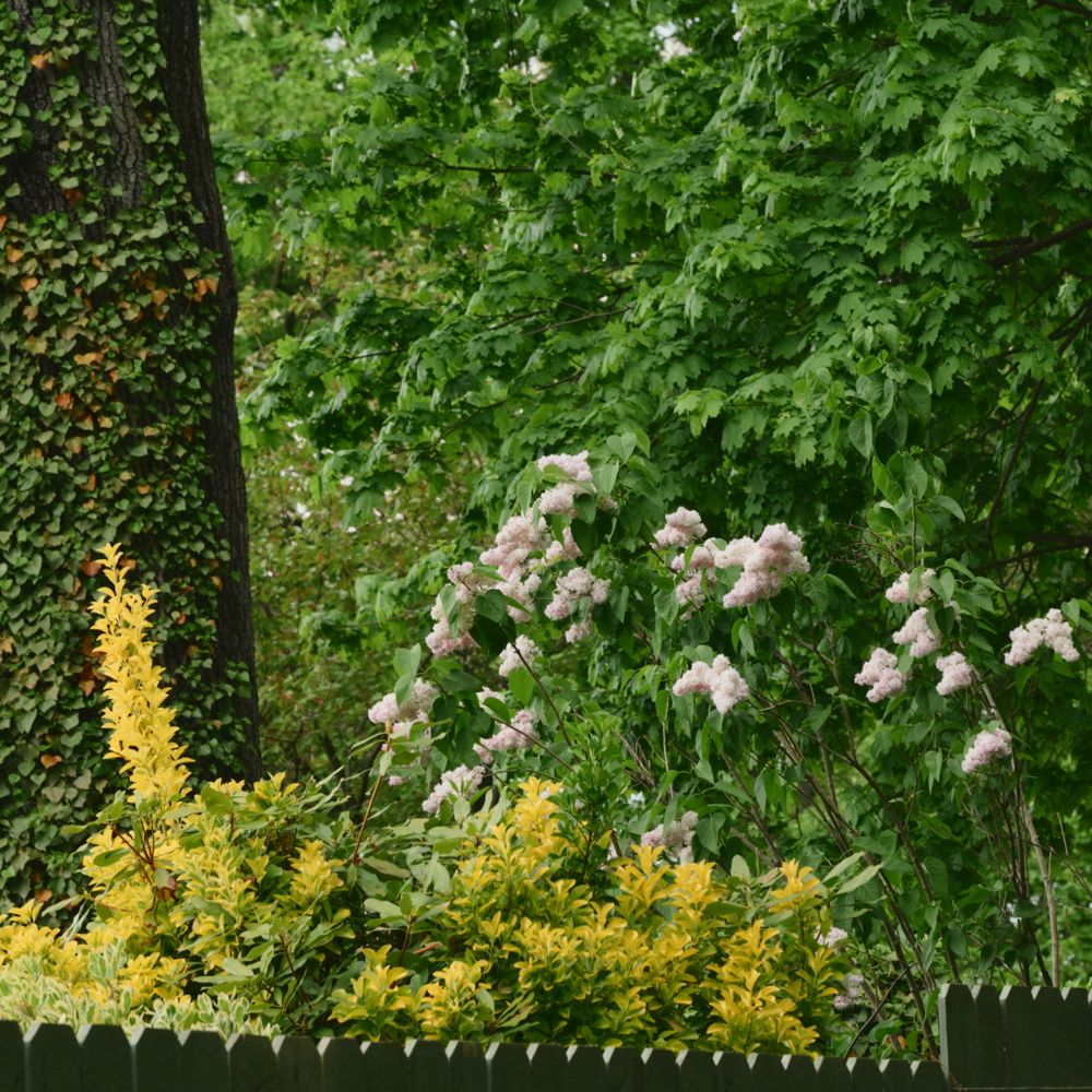 Fence and Decking Painting in Nunhead — clean edges cut in around trim and sockets