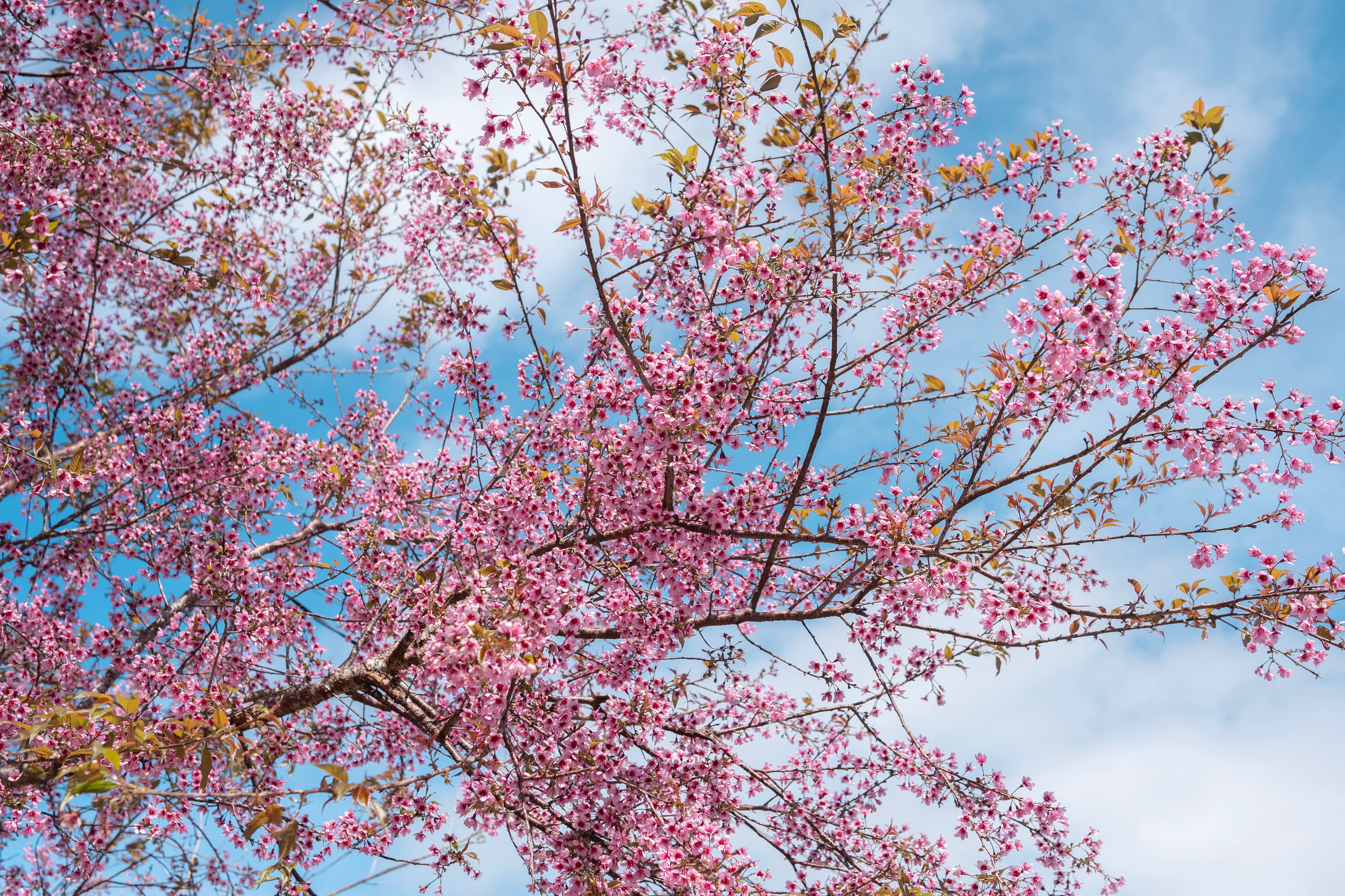Vibrant Pink Cherry Blossoms Against Clear Blue Sky · Free Stock Photo