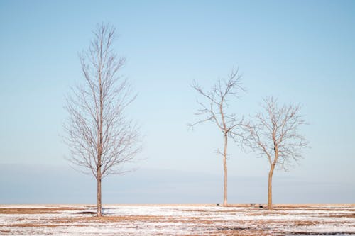 Fotos de stock gratuitas de arboles, chicago, cielo azul