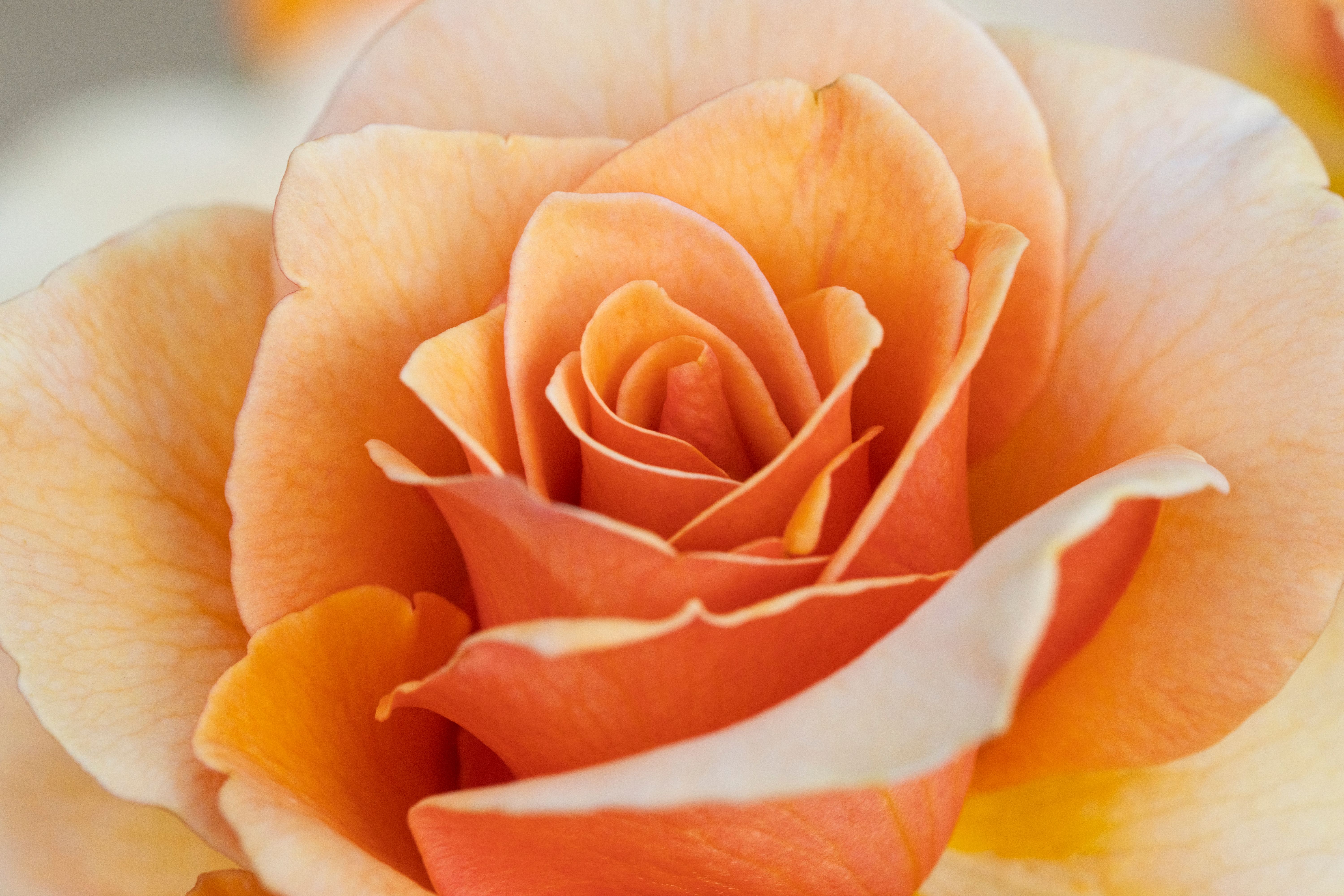 A stunning close-up view of an orange rose in full bloom, showcasing delicate petals.
