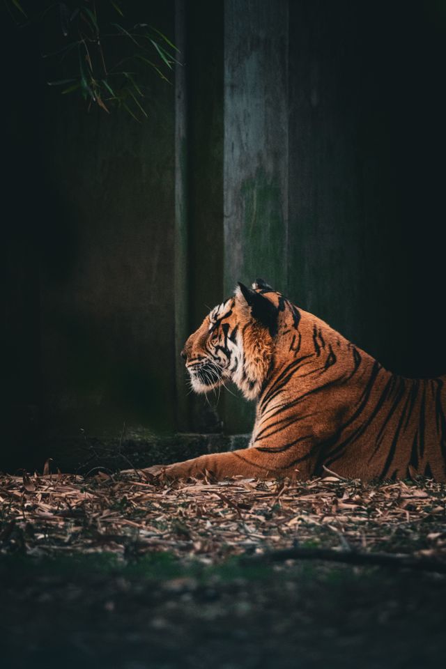 Tiger resting in its forest habitat — photo by Sachin Shettigar on Pexels