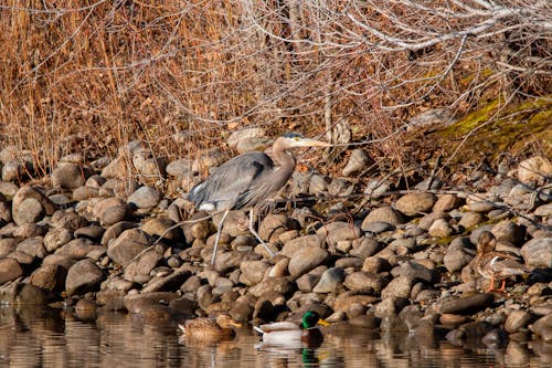 Grijze Reiger Op Bruine En Grijze Rotsen Op Water