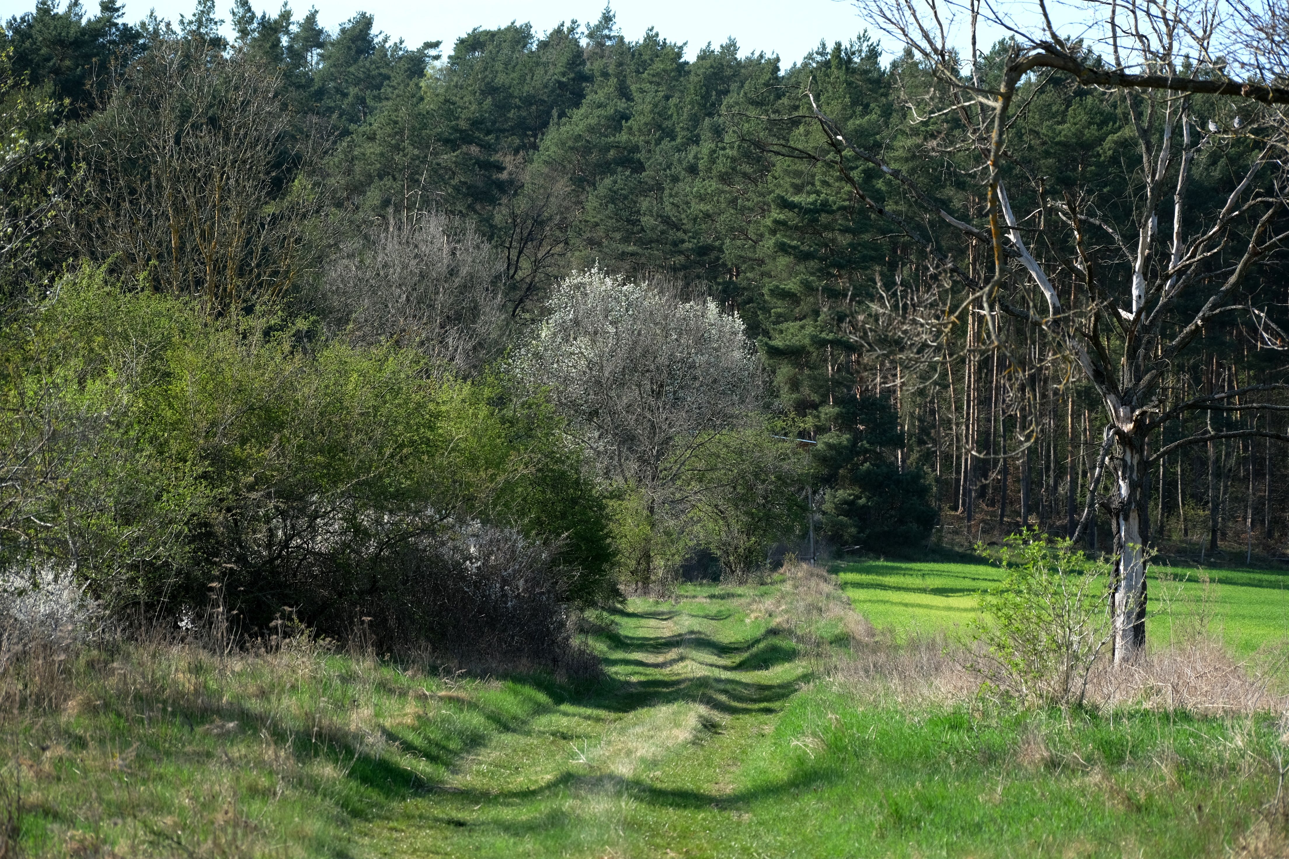 Ścieżki
