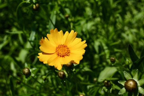 Free A vivid yellow Coreopsis flower amidst lush green leaves outdoors. Stock Photo