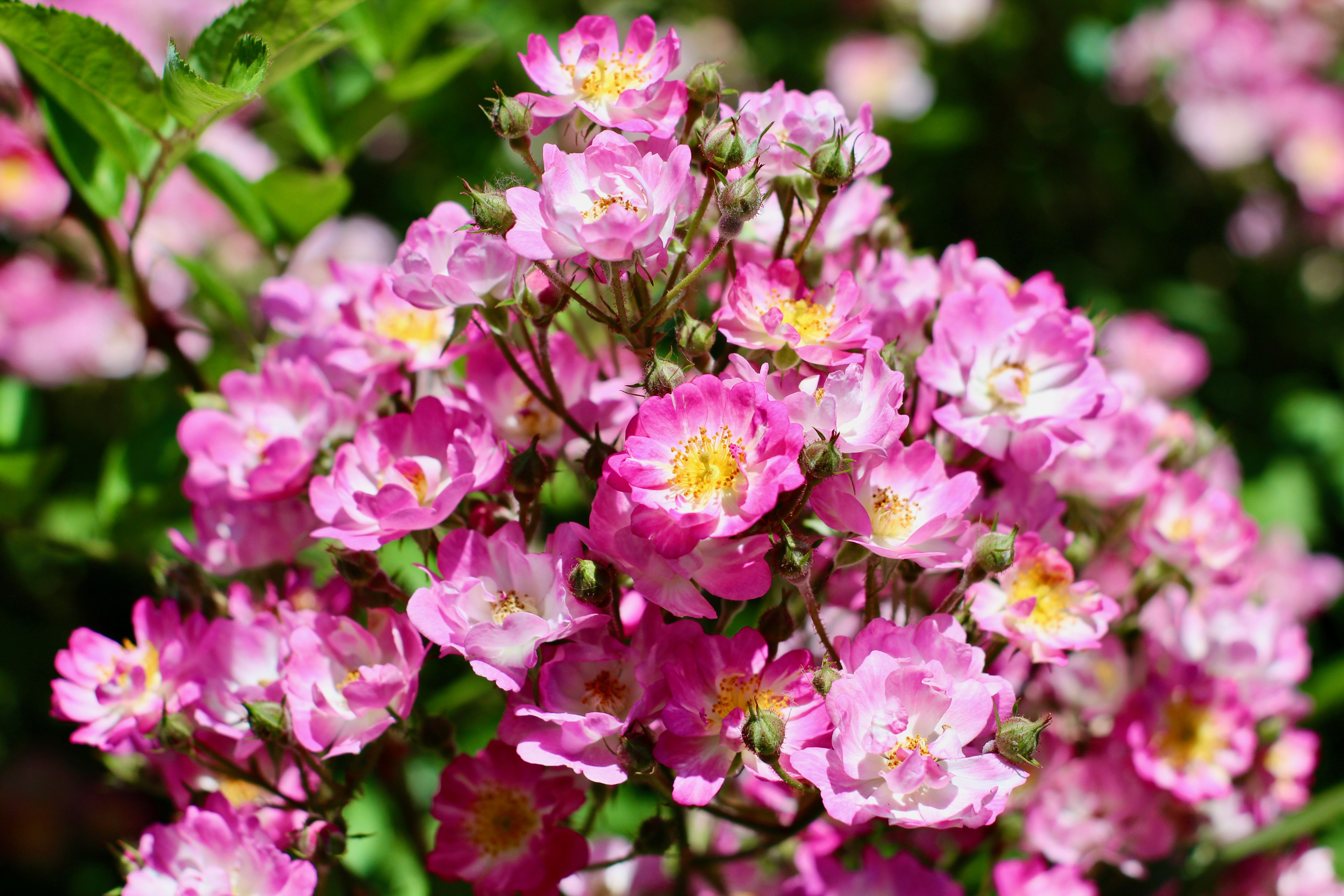 Vibrant Pink Wild Roses in Full Bloom Outdoors · Free Stock Photo