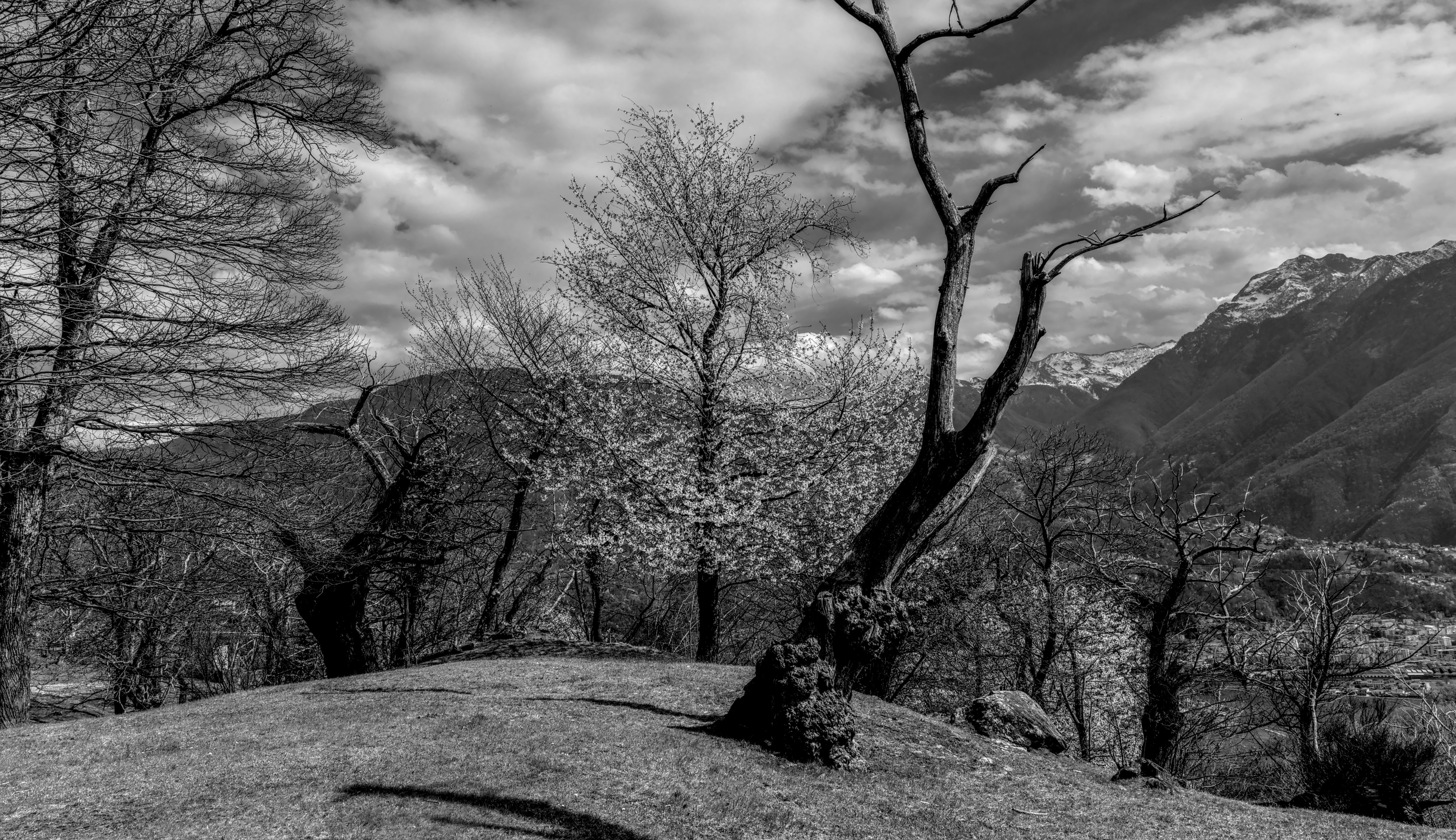 Monochrome image of a scenic Swiss Alps landscape with bare trees in spring.