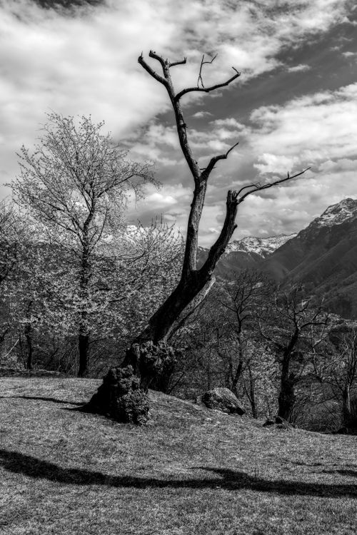 Free Dramatic black and white photo of a Swiss mountain scene with barren trees. Stock Photo