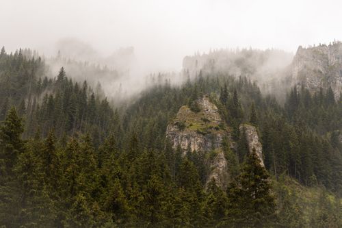 Free Foggy pine forest landscape in the Tatra Mountains, creating a mysterious and atmospheric scene. Stock Photo