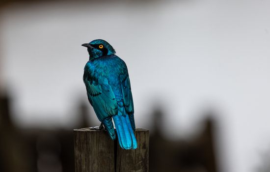 Beautiful blue bird with vivid plumage perched gracefully on a wooden post.