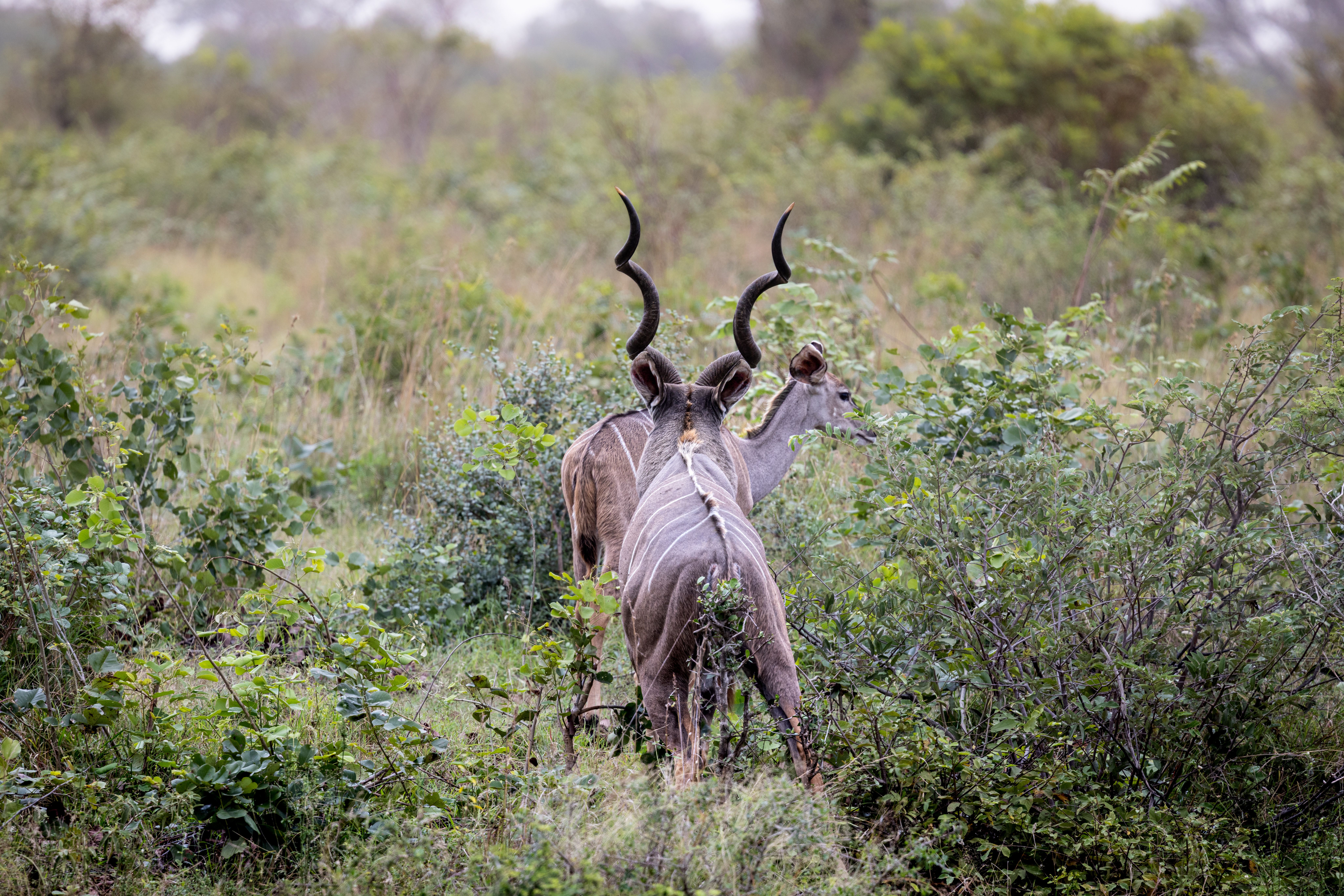 Two Greater Kudus roam freely in an African savannah, showcasing their impressive spiral horns.