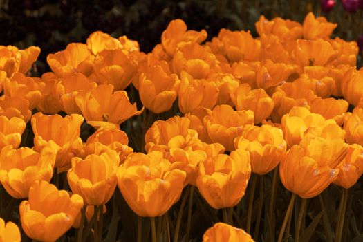 A vibrant and colorful field of blooming orange tulips in full springtime flourish.