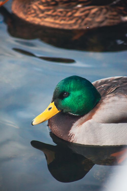 Free Close-up of a colorful male mallard duck swimming in serene waters on a sunny day. Stock Photo