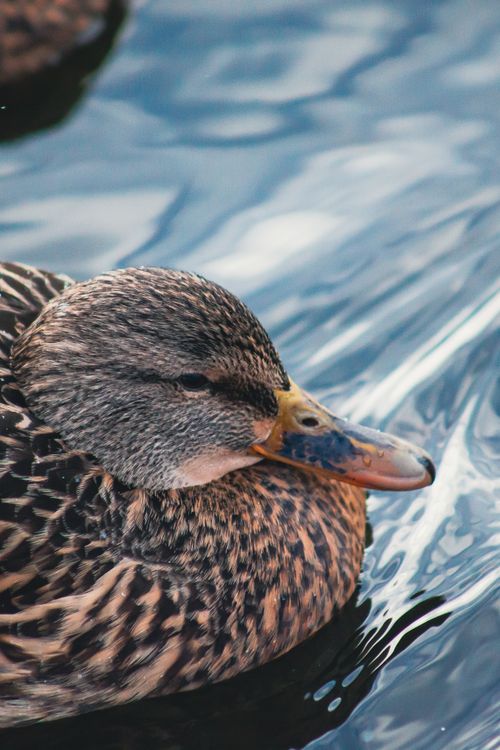 Free A detailed view of a mallard duck swimming on rippled water, showcasing its intricate feather patterns. Stock Photo