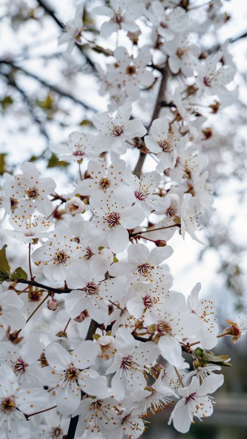 Free Beautiful cherry blossoms in full bloom during springtime, showcasing delicate petals. Stock Photo