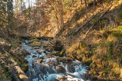 Free Tranquil forest stream flowing through an autumn landscape with sunlight filtering through trees. Stock Photo
