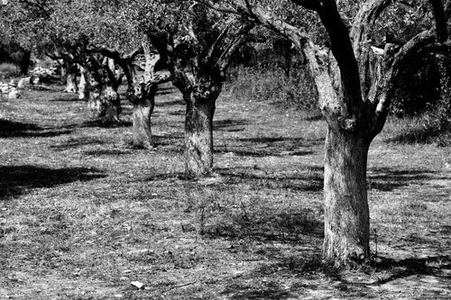 Free Monochrome view of an olive tree orchard capturing textured trunks Stock Photo