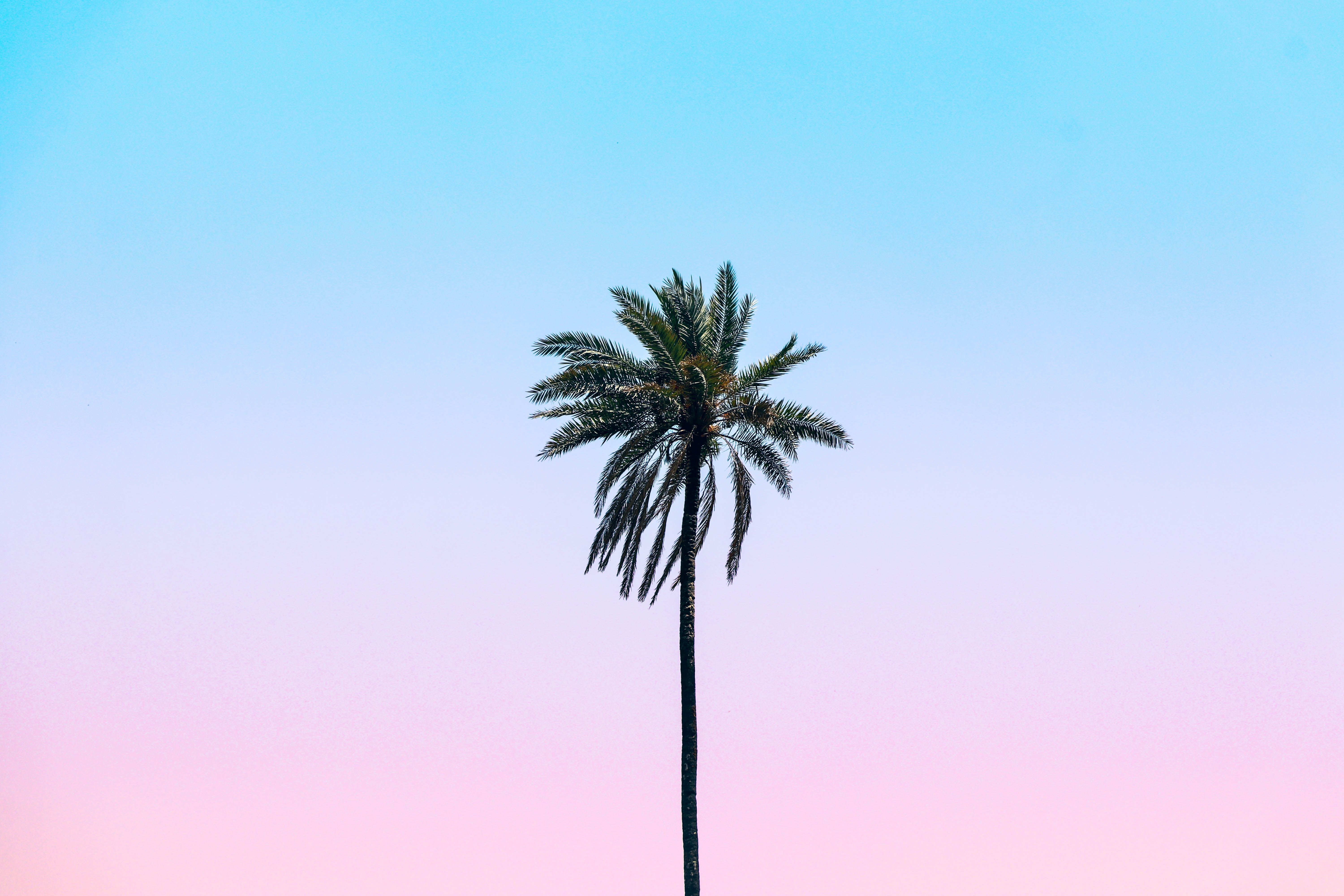A solitary palm tree stands against a vibrant sky blending pastel pink and blue hues.