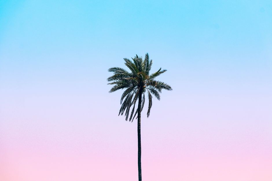 A solitary palm tree stands against a vibrant sky blending pastel pink and blue hues.
