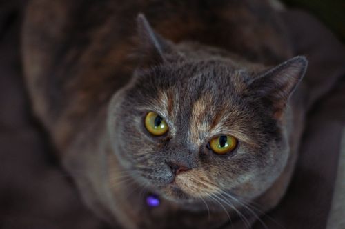 Free Charming face of a British Shorthair cat with striking yellow eyes and a soft fur coat. Stock Photo