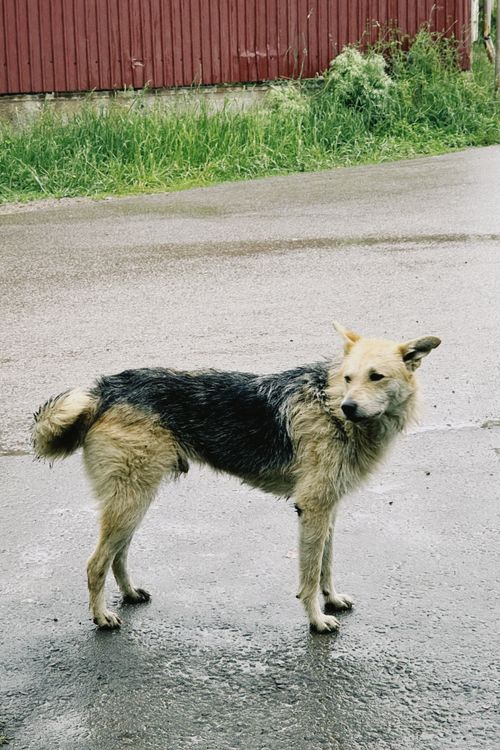Free A street dog stands alert on a wet pavement with a rainy city backdrop, showcasing urban life. Stock Photo