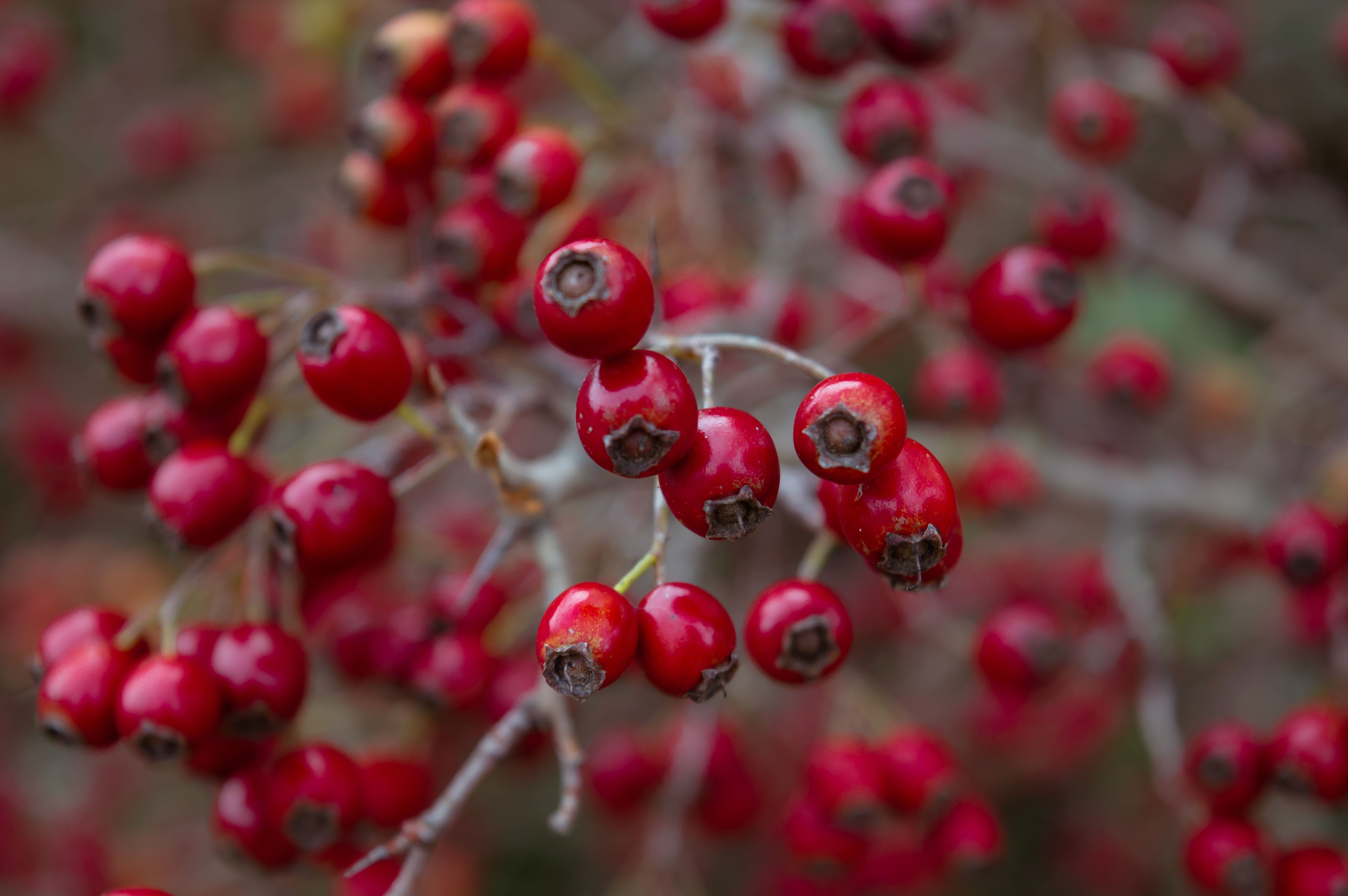 Close-up of Red Berries on Branch in Autumn · Free Stock Photo
