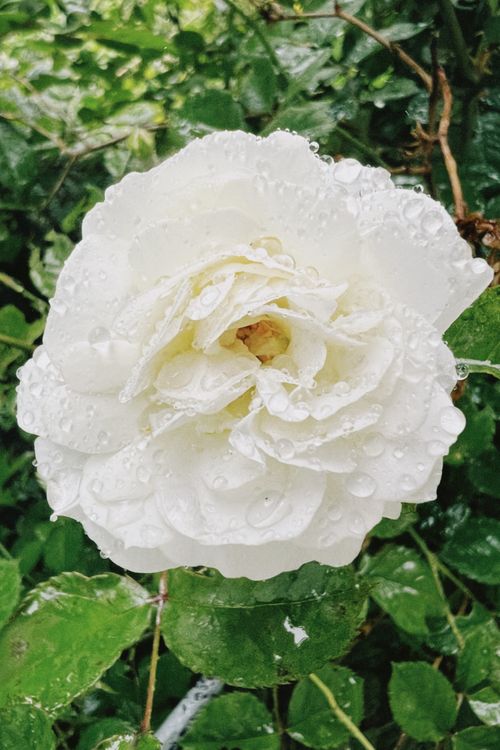 Free Close-up of a white rose covered in dew droplets, set against lush green foliage. Stock Photo
