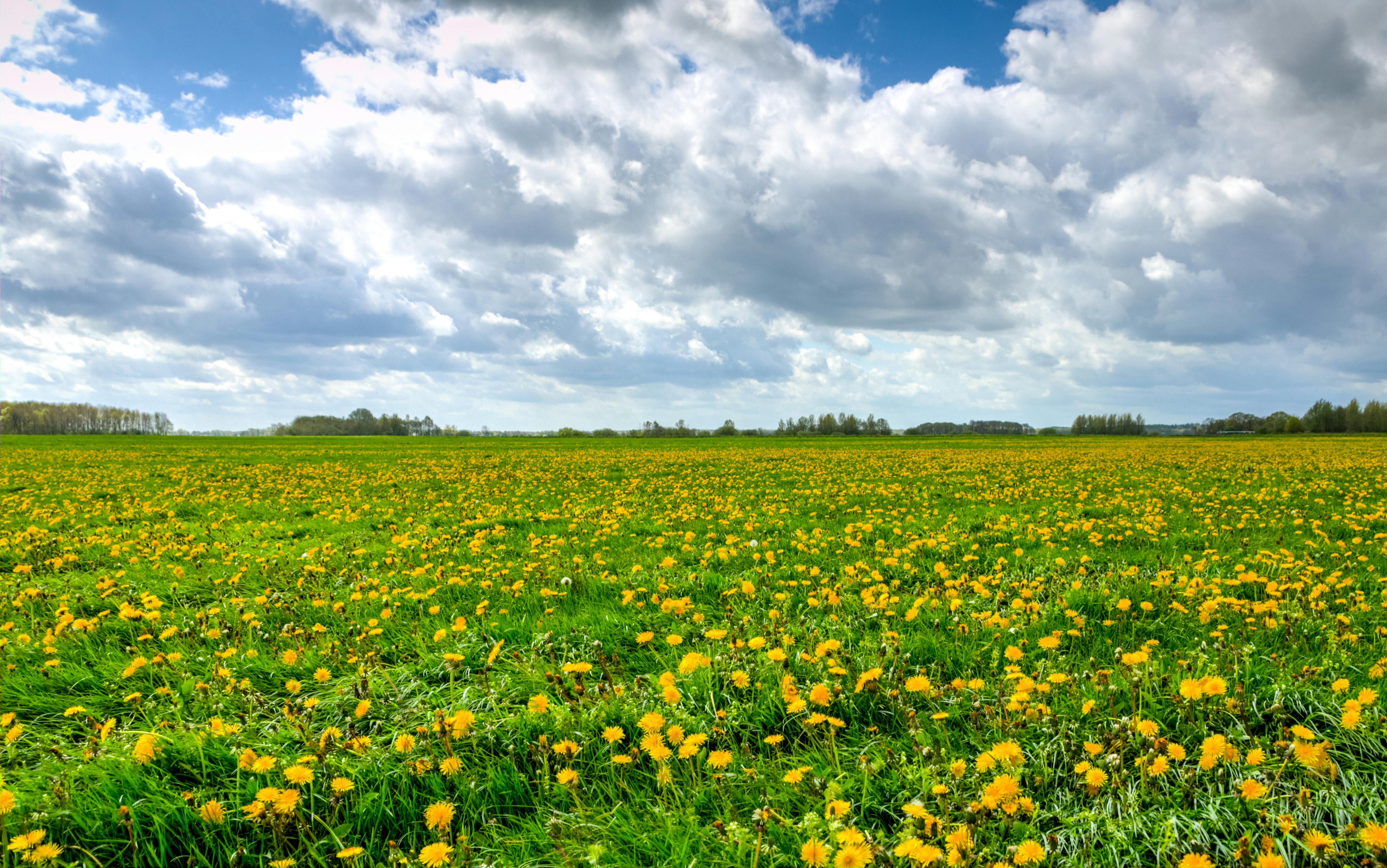 Yellow Sunflower Field Under Blue And White Sky 189848