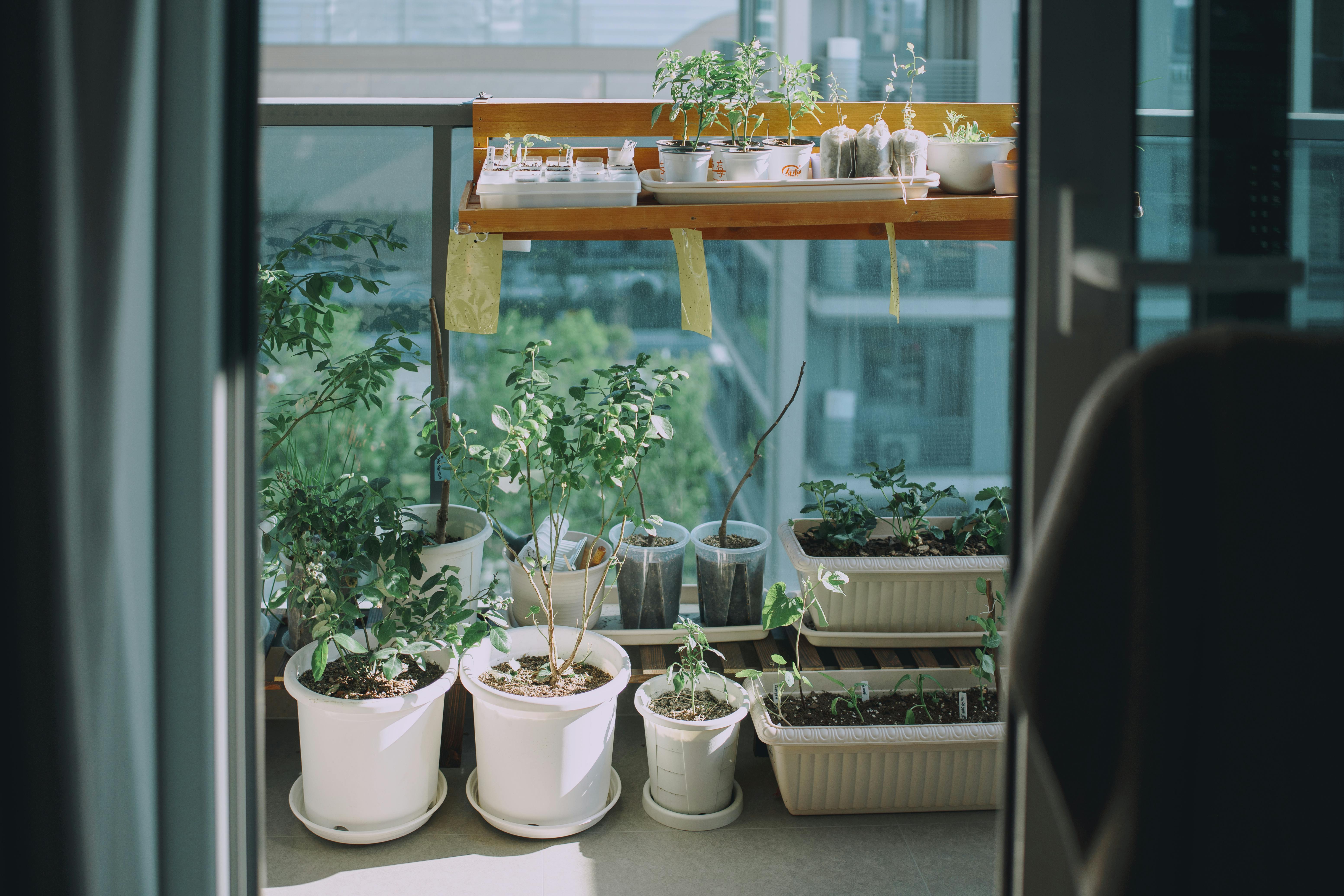 Un jardin de balcon serein avec diverses plantes en pot baignées de soleil, parfait pour les espaces urbains.