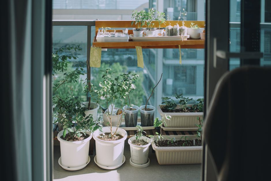 A serene balcony garden with diverse potted plants in sunlight, perfect for urban spaces.