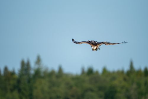 Free Majestic osprey in flight over lush green forest, showcasing nature's beauty in summer. Stock Photo