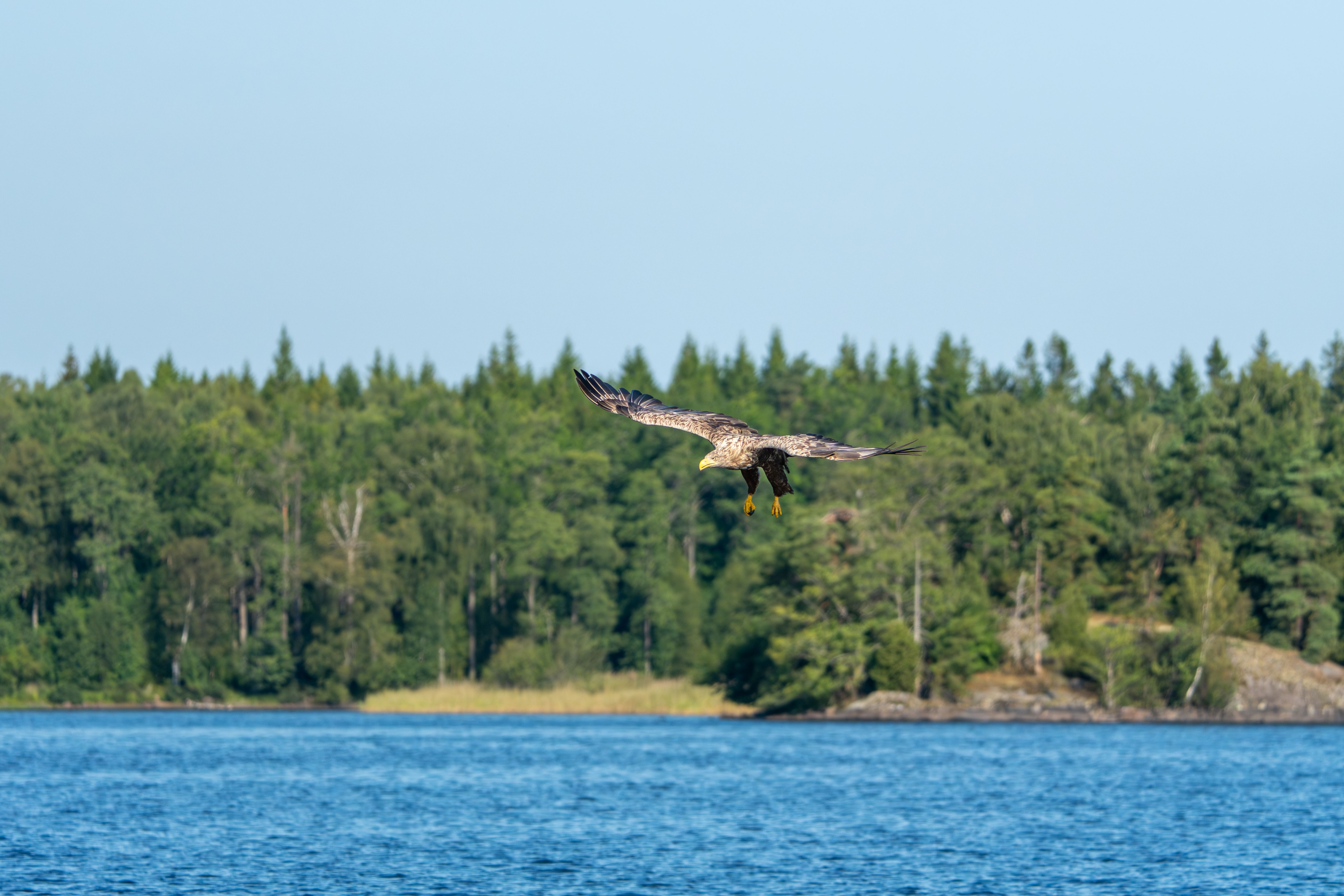 A stunning eagle soars gracefully over a peaceful lake with a backdrop of lush forest.