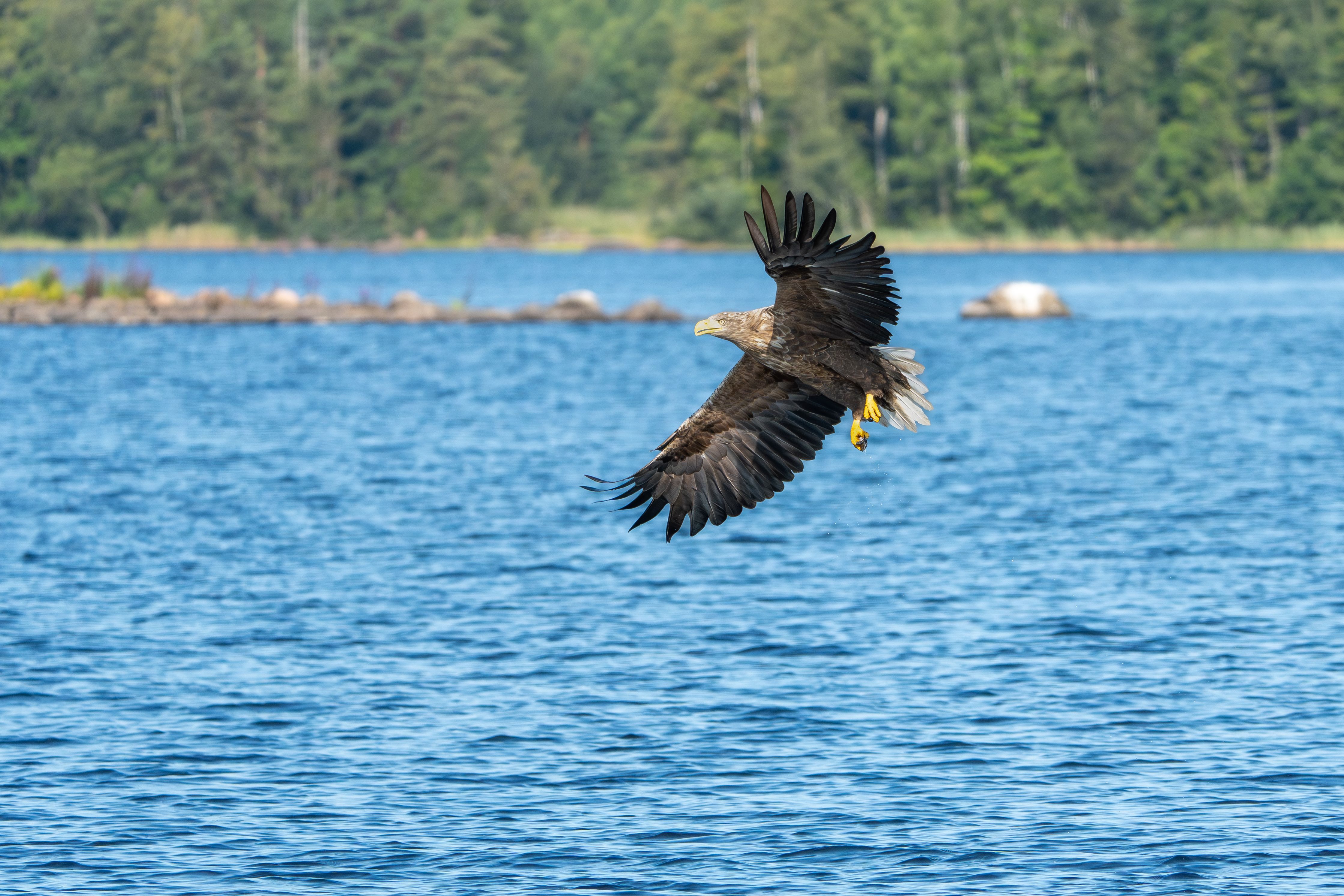 A majestic eagle soaring over a serene lake with a lush forest backdrop under a bright blue sky.