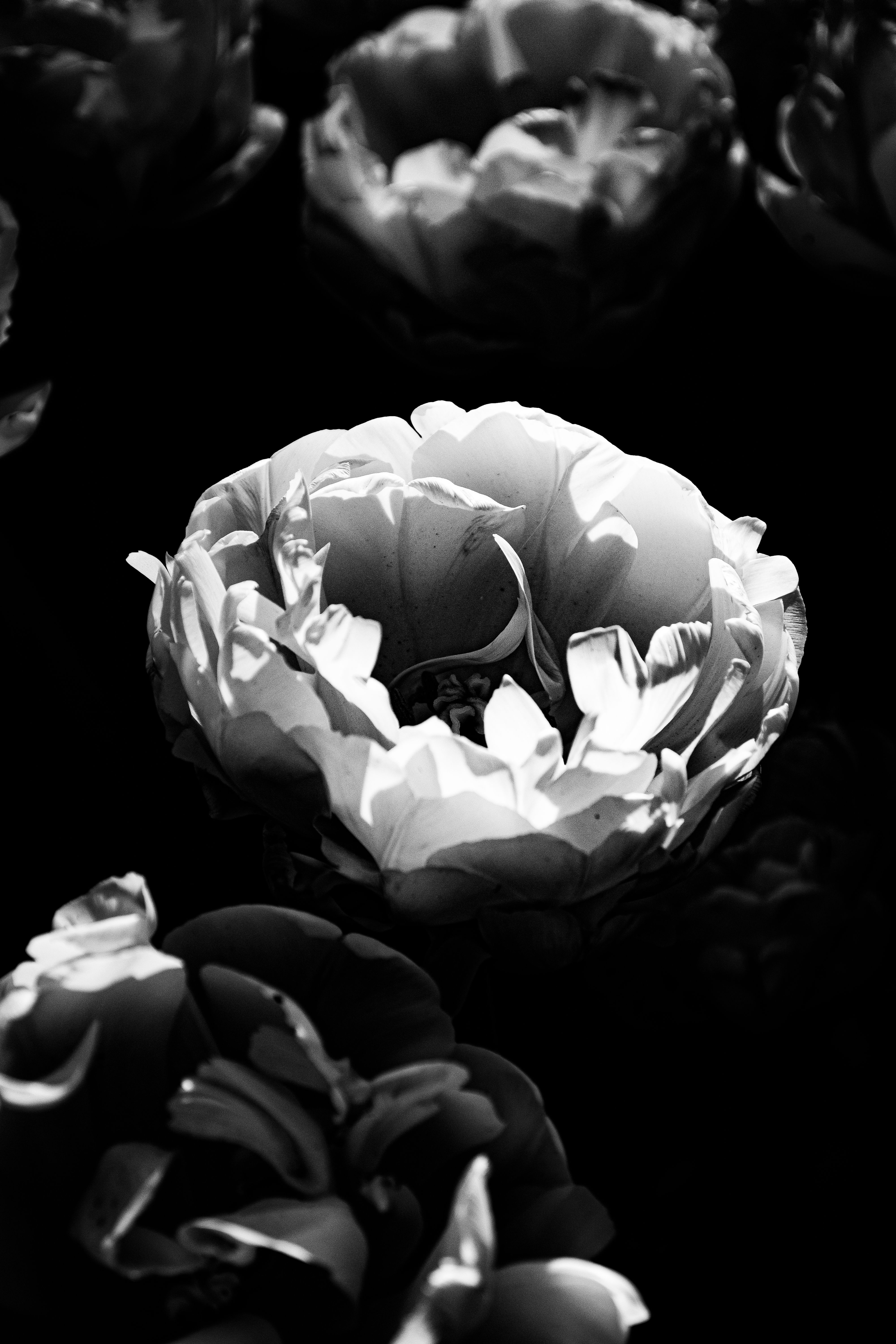 Dramatic black and white photo of peonies with soft lighting and shadows.