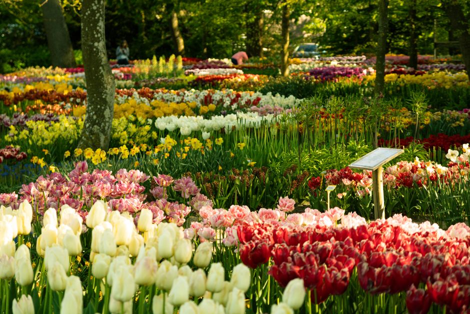 Colorful tulip garden in spring showcasing a variety of blooms under sunlit trees.