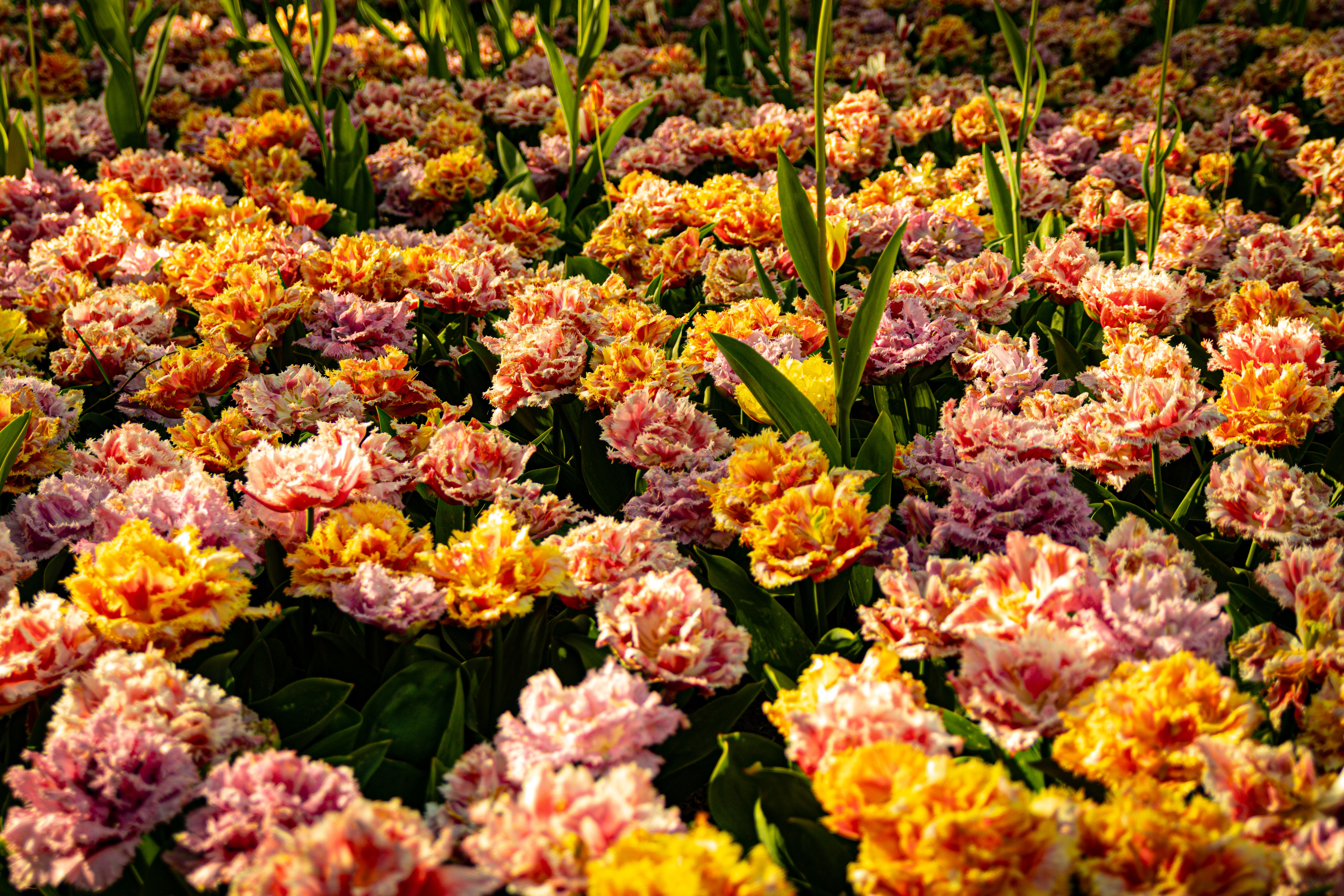 Tulipes multicolores fraîches