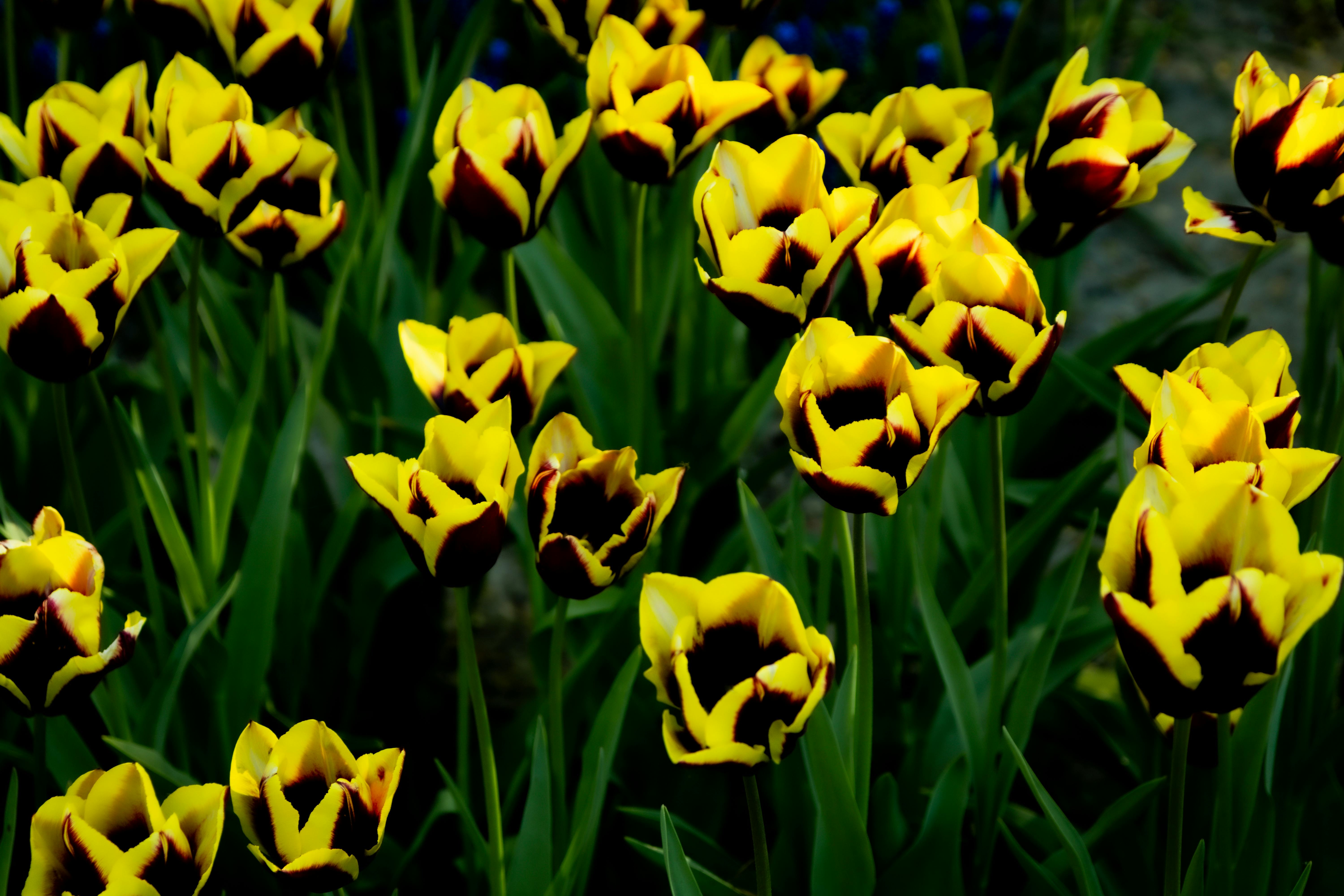 [ColoSach]-bright-yellow-and-black-tulips-blooming-in-a-garden.
