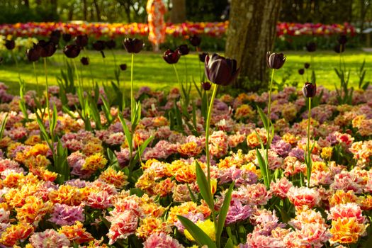 Vibrant tulip garden with colorful blooms on a sunny spring day., free online jigsaw puzzle on JigsawPuzzlesFreeOnline.org