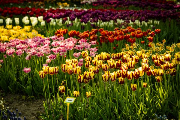 Colorful Tulip Field Spring jigsaw puzzle