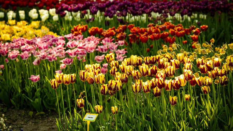 Why Fall Lawn Care Decides How Green Your Spring Looks