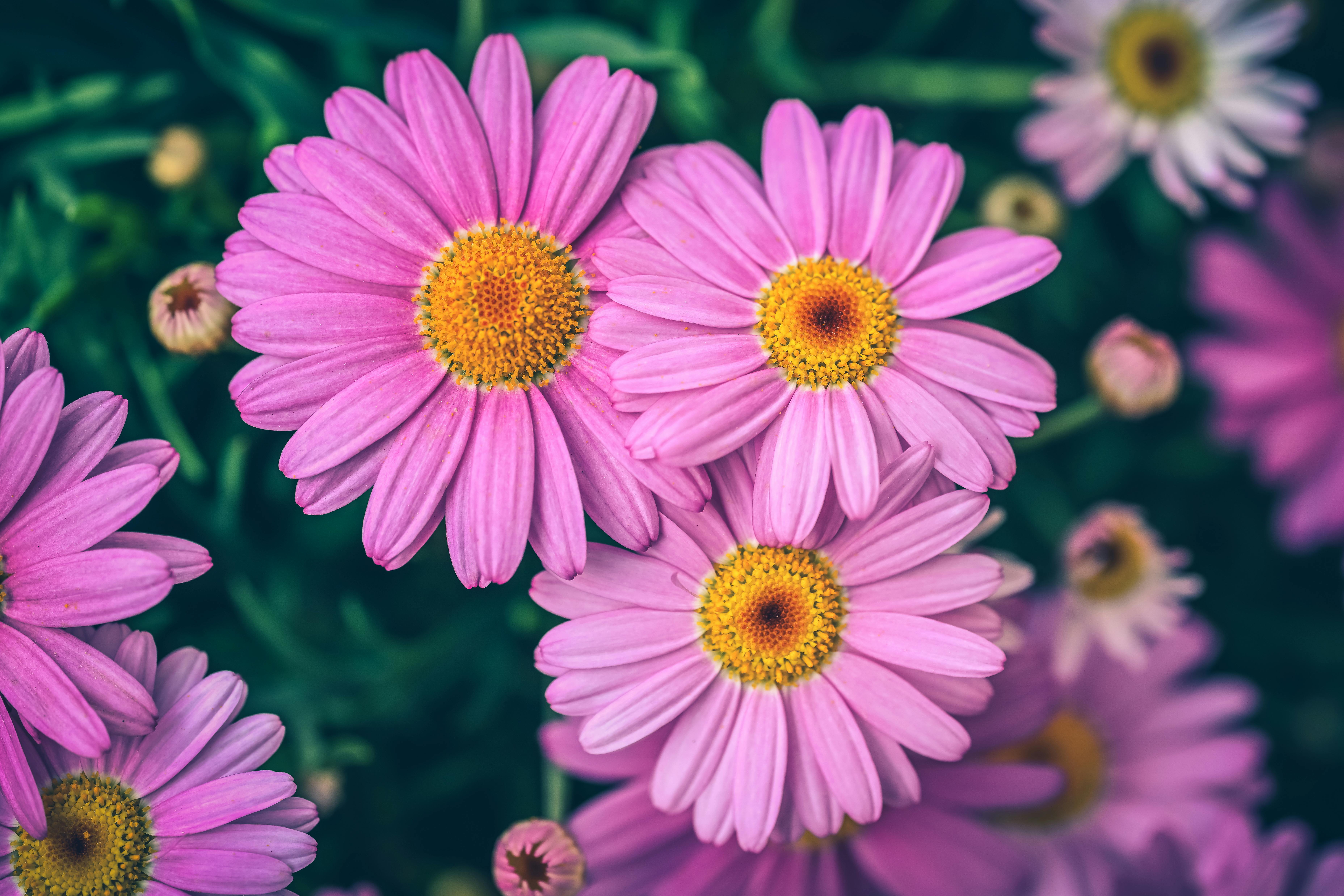 [ColoSach]-a-detailed-view-of-vibrant-pink-daisies-with-yellow-centers-in-a-lush-green-setting,-exuding-a-sense-of-freshness.
