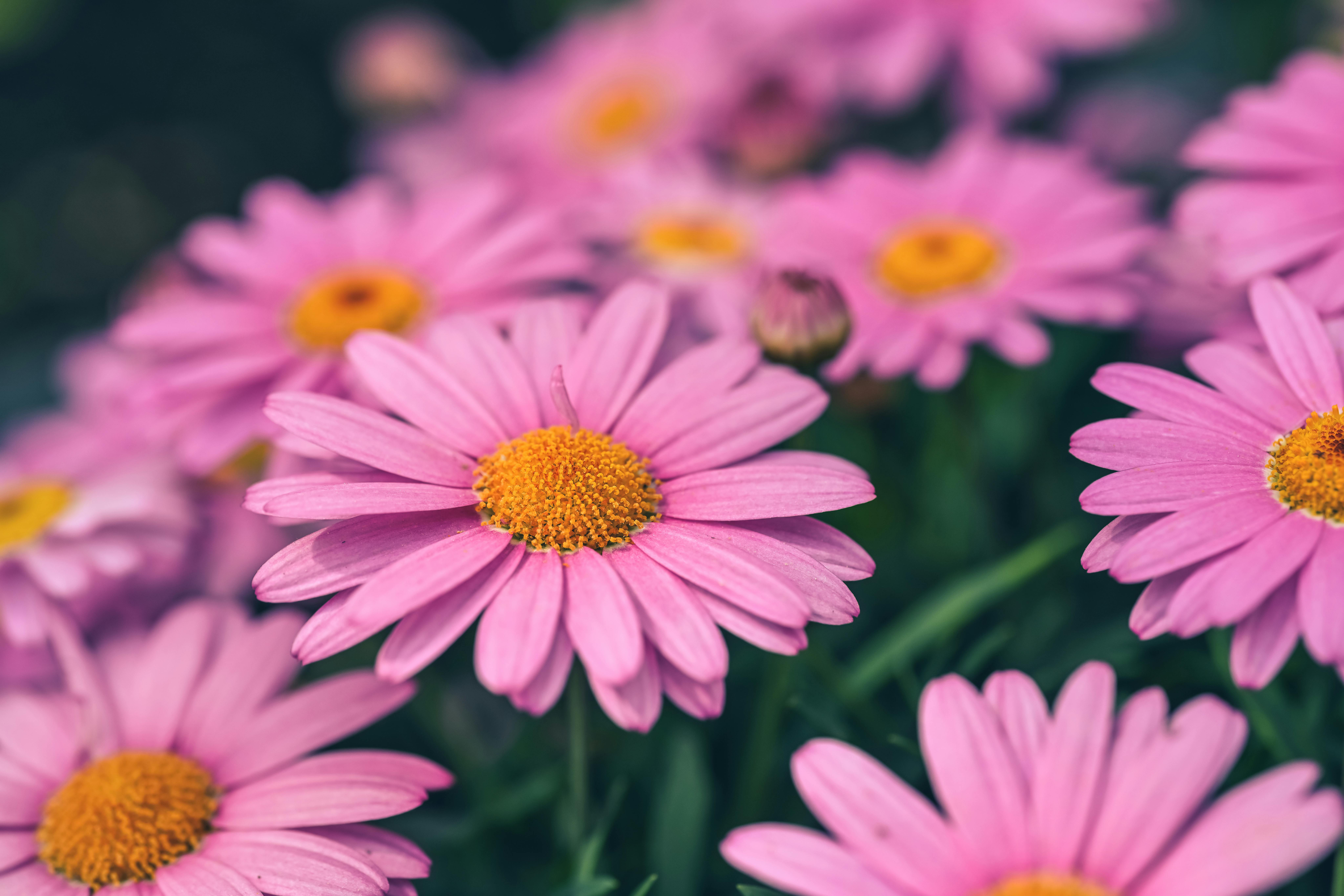 [ColoSach]-a-detailed-view-of-vibrant-pink-daisies-with-yellow-centers,-showcasing-nature's-beauty.
